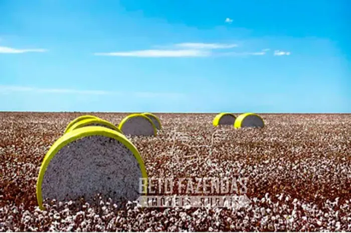 Imóvel para venda possui 150000000 metros quadrados em Zona Rural - Campo Verde - MT