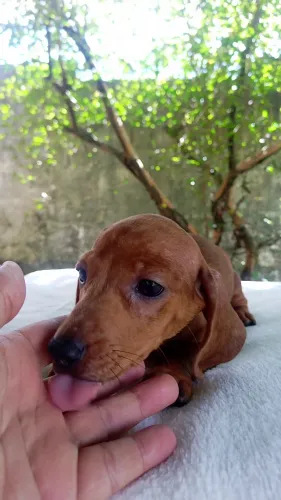 Dachshund (Teckel) Fêmea Arlequim Dourada