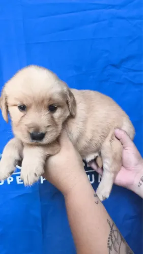Golden Retriever filhotes lindos e saudáveis