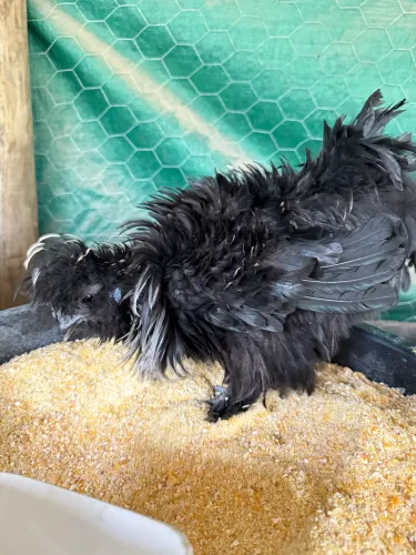 Galinha Sedosa do Japão Silkie Satim Smooth Frizzle Pescoço Pelado