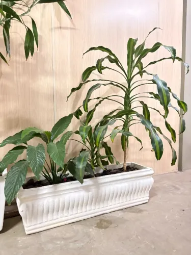 Plantas Lindas Lírio da Paz e Pau-d'água em Floreira de Cimento