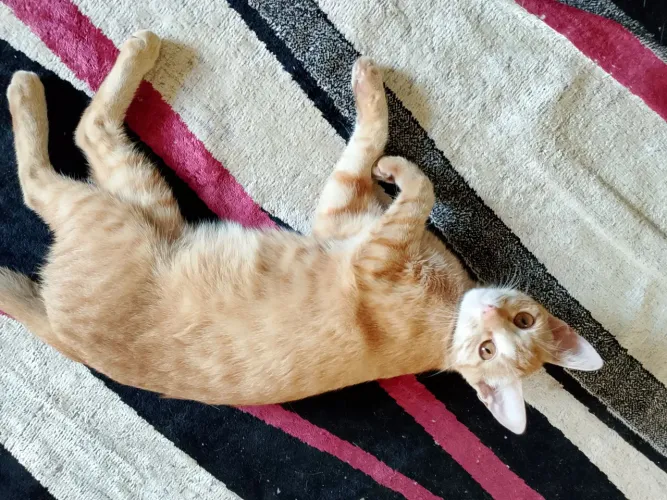 Doa se uma gatinha