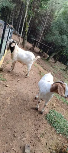 Casal de Cabrito bôer 