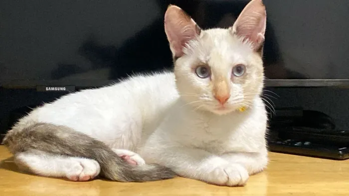 Gatinha para adoção responsável 