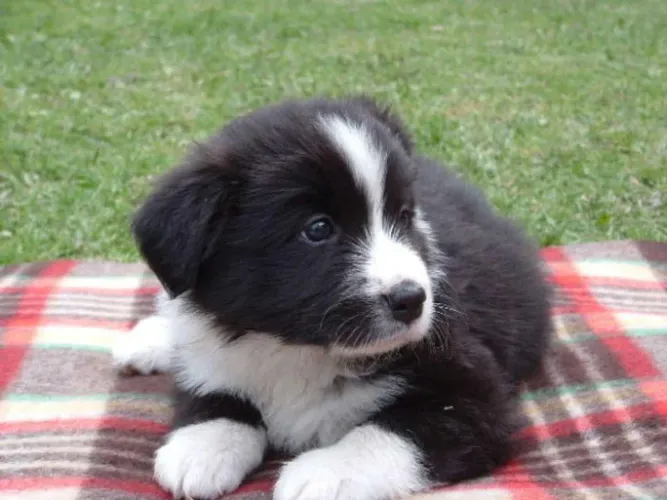 Border collie Esse carinho pode estar na sua casa ainda hoje