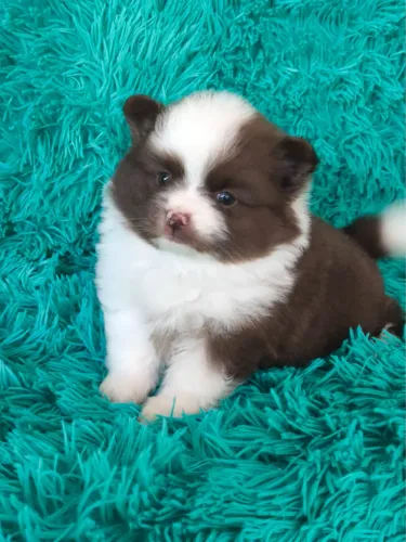 Spitz Alemão Ursinhos / Lulus da Pomerania