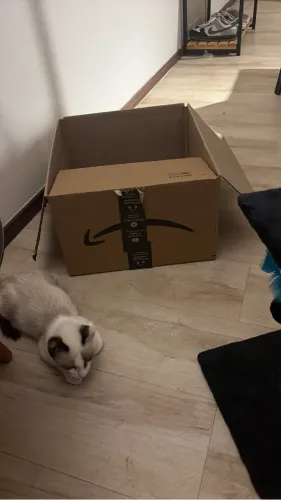 Procuro gatinho dócil e de até 3 meses p ADOTAR