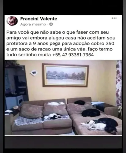 Cuido de cães até doação