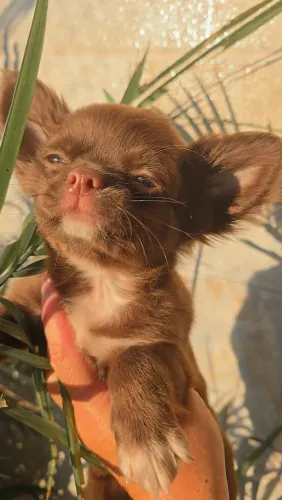 Chihuahua Top Chocolate Pedigree PL macho Vacinado! Aceito cartão