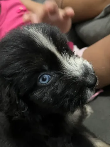 Cachorra poodle 