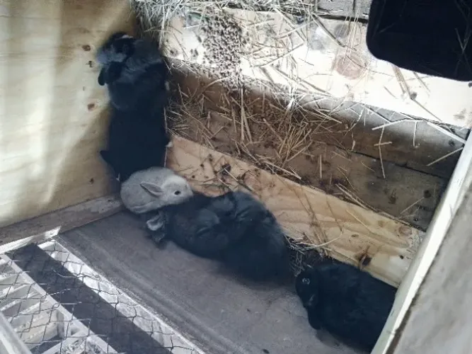 Coelhos a venda