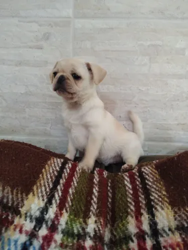 Pug fêmea pérola