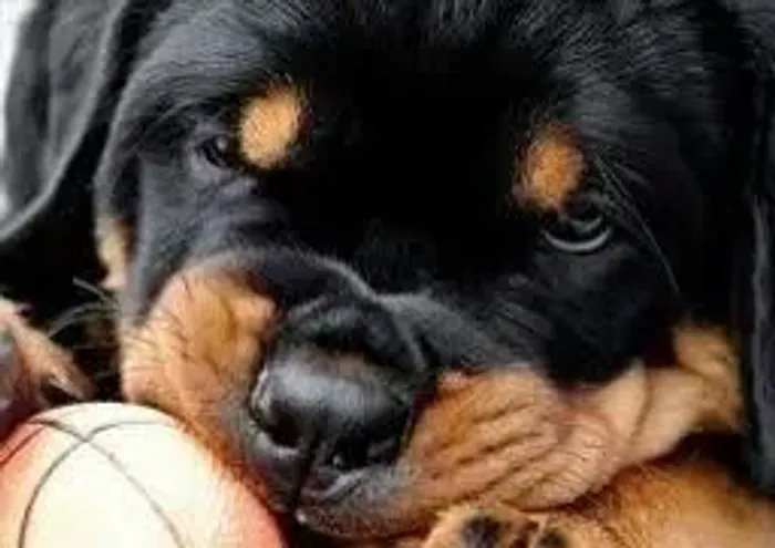 Rottweiler alemão big 