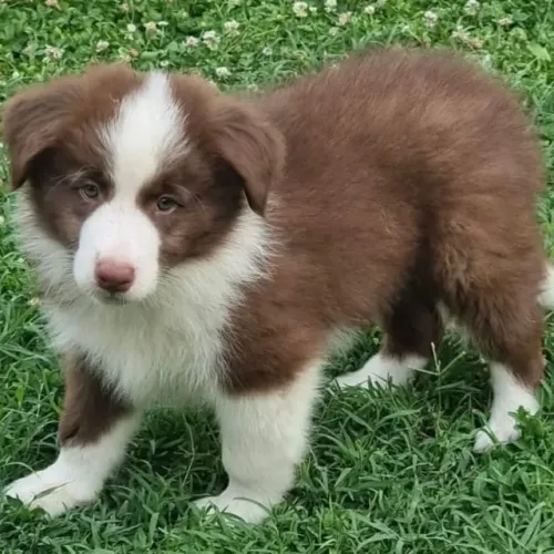 Filhotes de Border Collie | Um convite diário para sorrir.