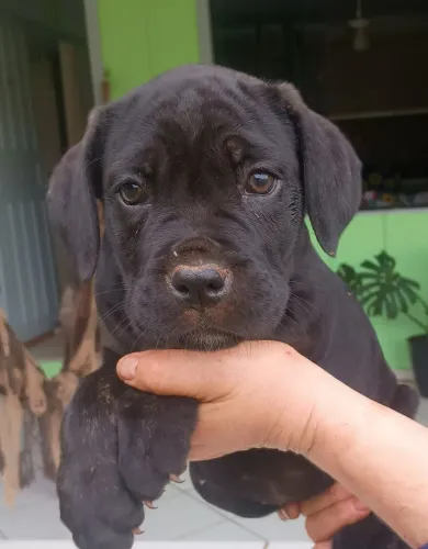 Vendo filhotes de cane corso 