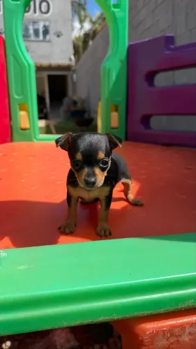 Pinscher 0 machos e fêmeas