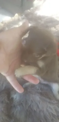 vendo da raça pinscher por 250 deixa por 200 macho Pitoco da raça zero macho