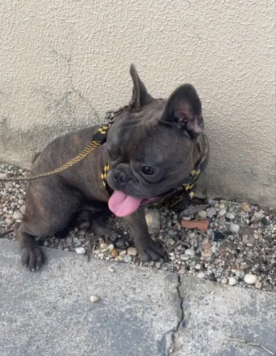Bulldog macho DISPONÍVEL PRA CRUZA!