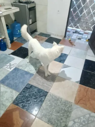Doação de um cachorro de raça mista pastor alemão com Akita