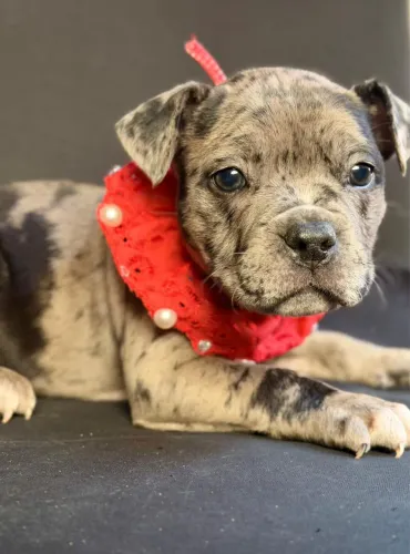 Américan bully - micro merle 