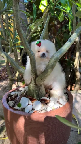 Lulu da Pomerania ( Spitz alemão ) 