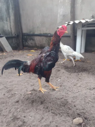 Galo.indio