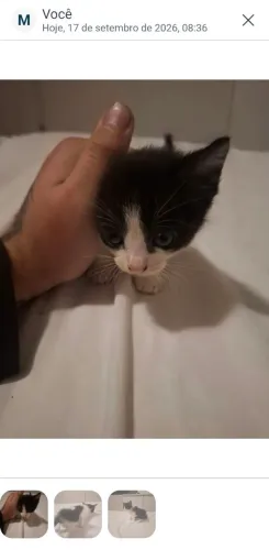 Doa-se filhote de gato FÊMEA