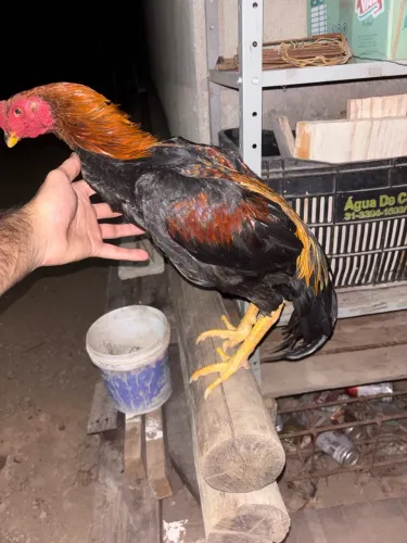 Galo índio