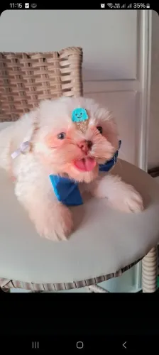 Vendo filhote de Shih Tzu