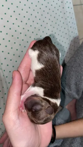 Pinscher 1 Chocolate Mesclado (Macho)
