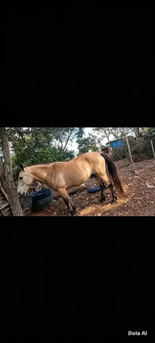 Vendo esse cavalo manso para crianças anda de qualquer forma