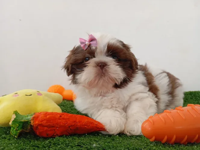 Shihtzu mini na cor chocolate