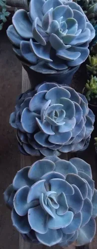 Planta