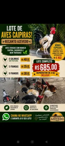Aves caipira