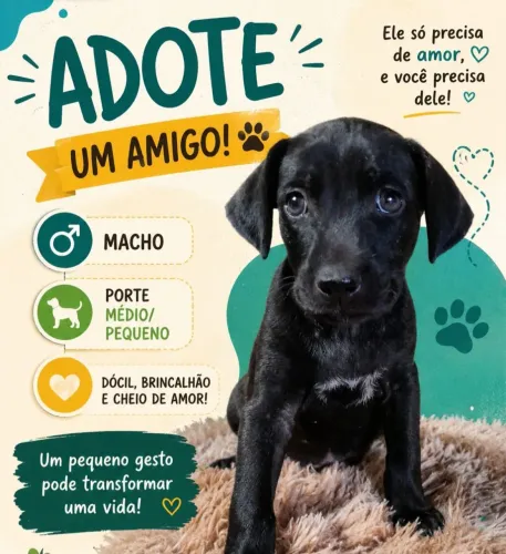 Doação cachorrinho 