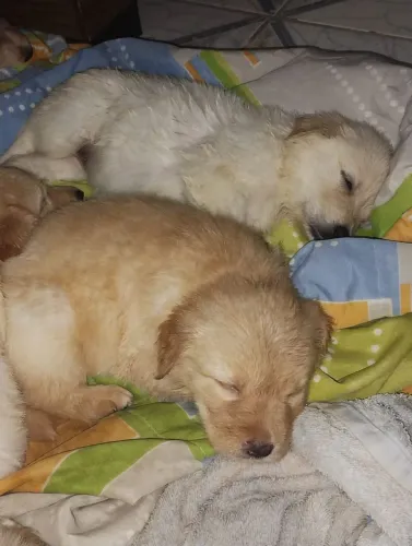 Golden reteivier