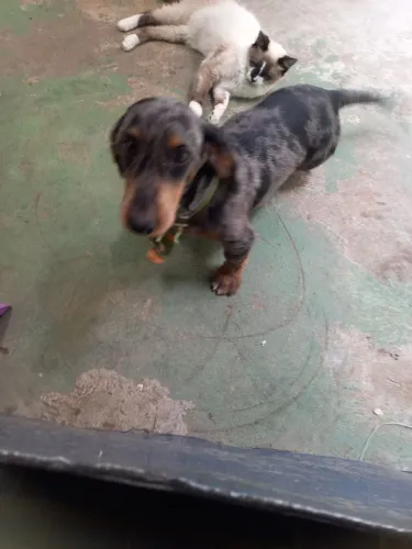 Vendo cachorro Salsicha Arlekin