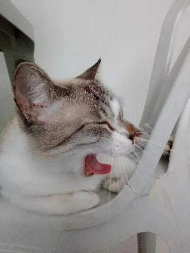 Gatinha castrada. Vacinada contra raiva e vermifugada.