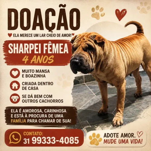 Adoção Sharpei fêmea