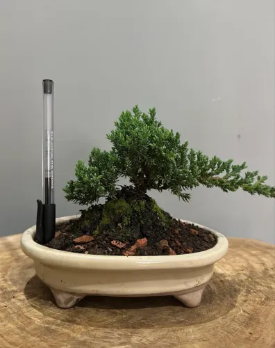 Pré bonsai