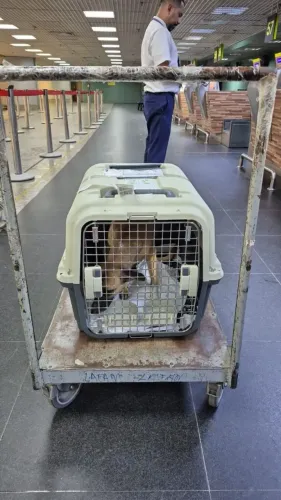 Caixa de cachorro pra viagem