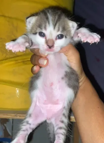 Gatinho lindo