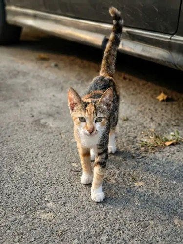 Gatinhos para adoção