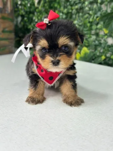 york pequena