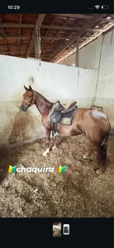 Égua de macha batida a venda com poutra de um mês de idade