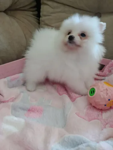Spitz alemão anã, ursinha Baby face fêmea em 10x