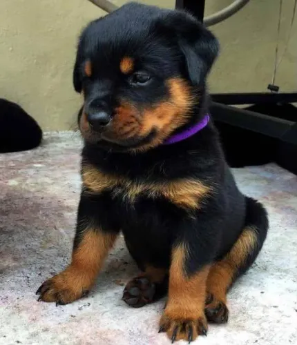 Filhote rottweiler, A felicidade agora tem patinhas fofinhas e olhos brilhantes!