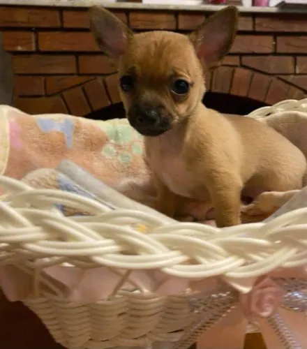 Encontre uma companhia para todos os momentos
