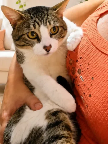 GATO castrado, NEGATIVO para FIV e FELV, para adoção responsável 