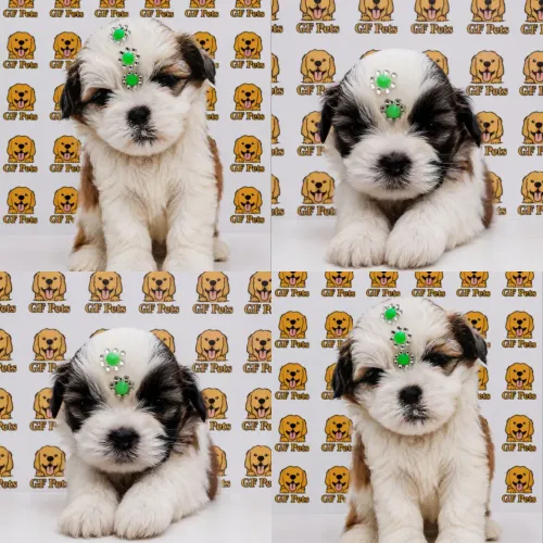 Shihtzu fêmeas shih Tzu com garantia e procedência